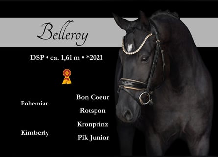 German Sport Horse, Gelding, 4 years, 15,2 hh, Black