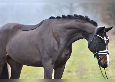 German Sport Horse, Gelding, 4 years, 16,1 hh, Bay-Dark