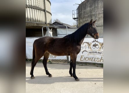 German Sport Horse, Gelding, 4 years, 16.1 hh, Bay-Dark