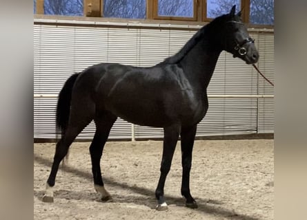 German Sport Horse, Gelding, 4 years, 16.1 hh, Black