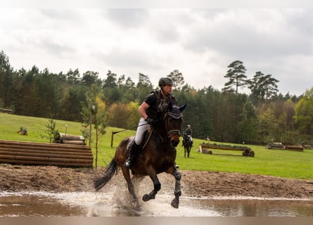 German Sport Horse, Gelding, 4 years, 16.1 hh, Brown