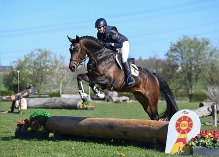 German Sport Horse, Gelding, 4 years, 16.1 hh, Brown