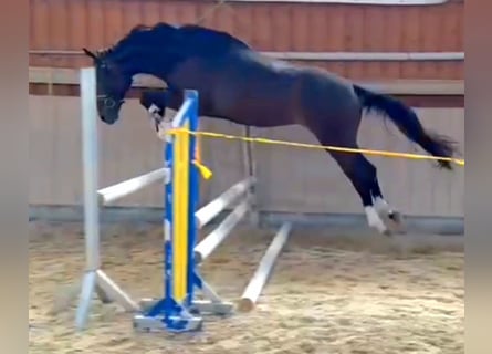 German Sport Horse, Gelding, 4 years, 16.1 hh, Brown