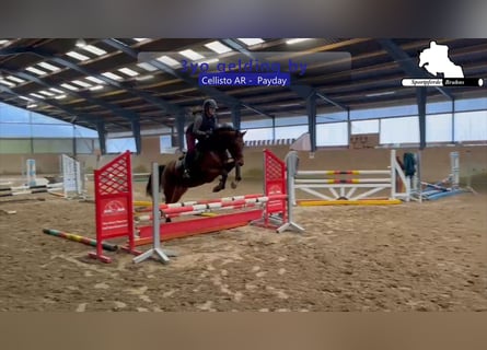 German Sport Horse, Gelding, 4 years, 16.1 hh, Brown
