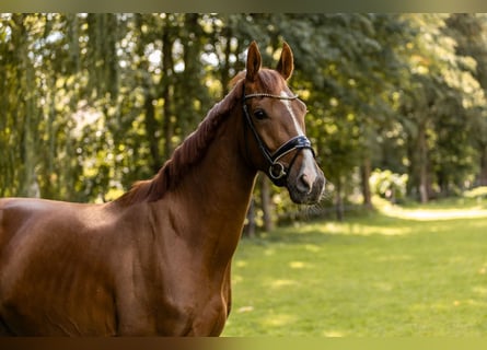German Sport Horse, Gelding, 4 years, 16.1 hh, Chestnut