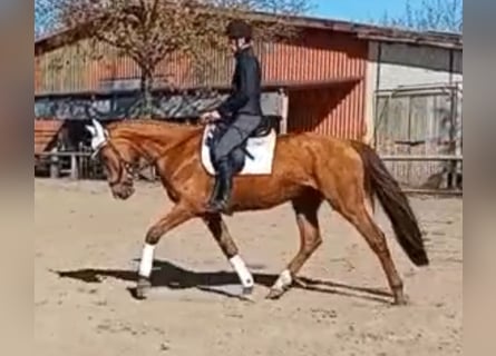 German Sport Horse, Gelding, 4 years, 16.1 hh, Chestnut-Red