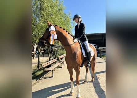 Deutsches Sportpferd, Wallach, 4 Jahre, 16,1 hh, Fuchs