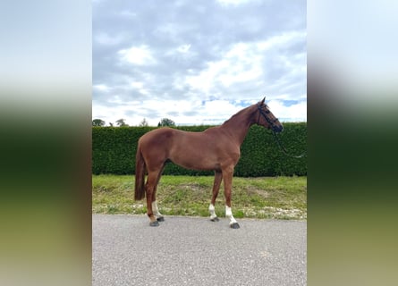 Deutsches Sportpferd, Wallach, 4 Jahre, 16,1 hh, Fuchs