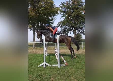 German Sport Horse, Gelding, 4 years, 16.2 hh, Bay-Dark