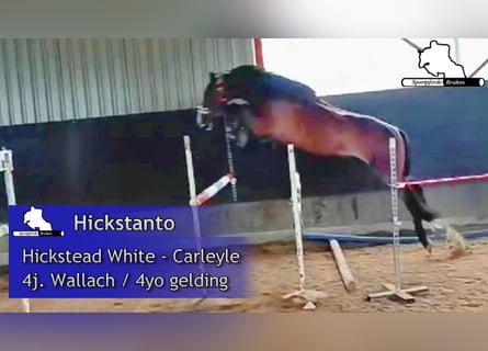 Deutsches Sportpferd, Wallach, 4 Jahre, 16,2 hh, Dunkelbrauner