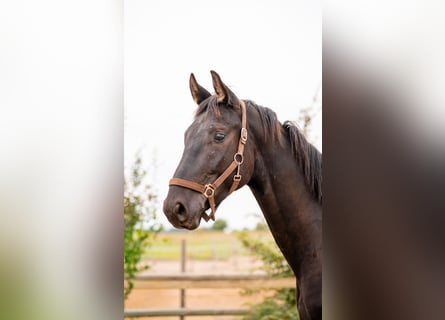 German Sport Horse, Gelding, 4 years, 16.2 hh, Black