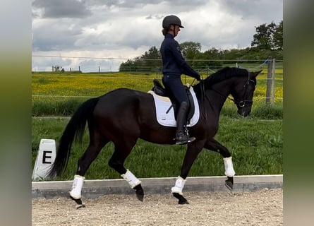 German Sport Horse, Gelding, 4 years, 16.2 hh, Black