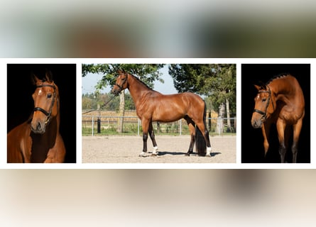 German Sport Horse, Gelding, 4 years, 16.2 hh, Brown