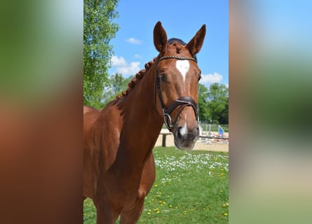 German Sport Horse, Gelding, 4 years, 16.2 hh, Chestnut