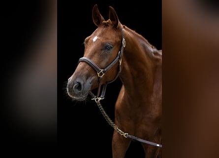 German Sport Horse, Gelding, 4 years, 16.2 hh, Chestnut-Red