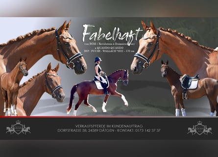 German Sport Horse, Gelding, 4 years, 16.2 hh, Chestnut-Red