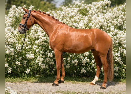 German Sport Horse, Gelding, 4 years, 16.2 hh, Chestnut-Red