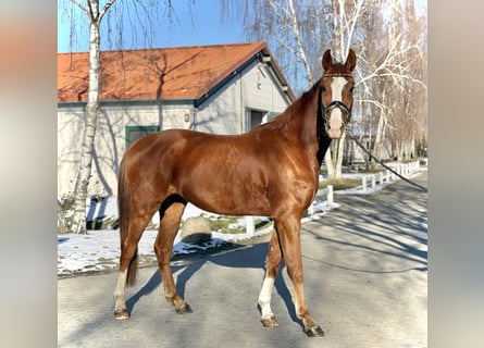 German Sport Horse, Gelding, 4 years, 16,2 hh, Chestnut-Red