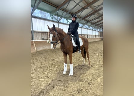 German Sport Horse, Gelding, 4 years, 16,2 hh, Chestnut-Red