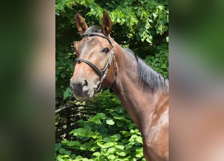 German Sport Horse, Gelding, 4 years, 16.2 hh