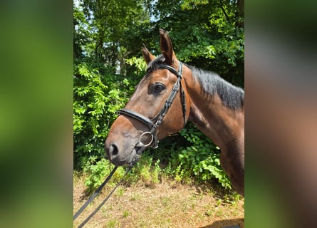 German Sport Horse, Gelding, 4 years, 16.2 hh