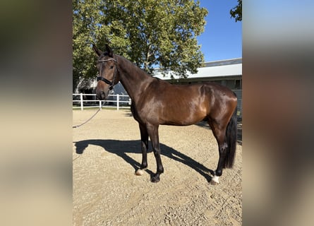 German Sport Horse, Gelding, 4 years, 16.3 hh, Bay-Dark
