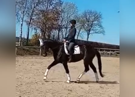 German Sport Horse, Gelding, 4 years, 16.3 hh, Bay-Dark