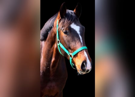 German Sport Horse, Gelding, 4 years, 16.3 hh, Brown