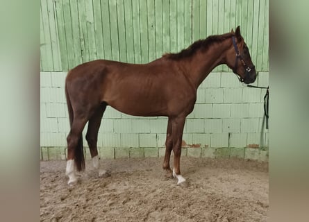 German Sport Horse, Gelding, 4 years, 16.3 hh, Chestnut