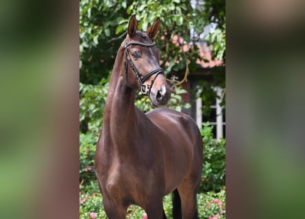 German Sport Horse, Gelding, 4 years, 16.3 hh, Smoky-Black
