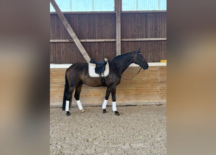 German Sport Horse, Gelding, 4 years, 16.3 hh, Smoky-Black