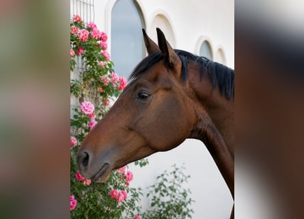 German Sport Horse, Gelding, 4 years, 16 hh, Bay-Dark