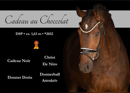 German Sport Horse, Gelding, 4 years, 16 hh, Bay-Dark