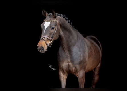 German Sport Horse, Gelding, 4 years, 16 hh, Bay-Dark