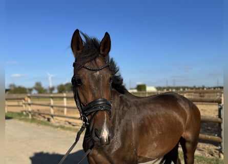 German Sport Horse, Gelding, 4 years, 16 hh, Bay-Dark