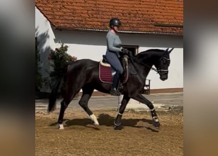 German Sport Horse, Gelding, 4 years, 16 hh, Black