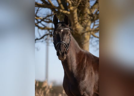 German Sport Horse, Gelding, 4 years, 16 hh, Black