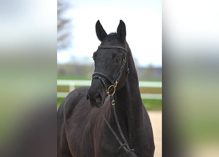 German Sport Horse, Gelding, 4 years, 16 hh, Black