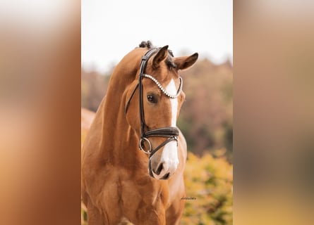 German Sport Horse, Gelding, 4 years, 16 hh, Brown