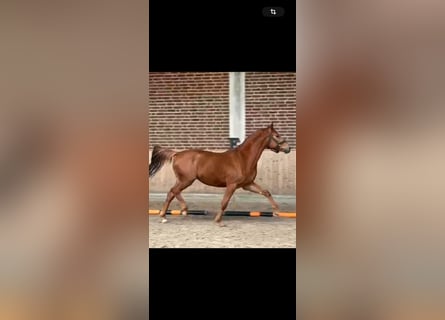 German Sport Horse, Gelding, 4 years, 16 hh, Chestnut-Red