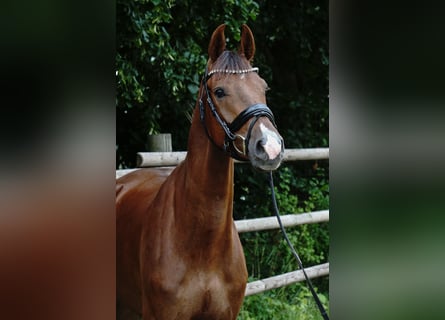 German Sport Horse, Gelding, 4 years, 16 hh, Chestnut