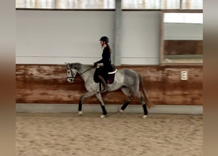 German Sport Horse, Gelding, 4 years, 16 hh, Gray