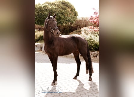 German Sport Horse, Gelding, 4 years, 16,1 hh, Black