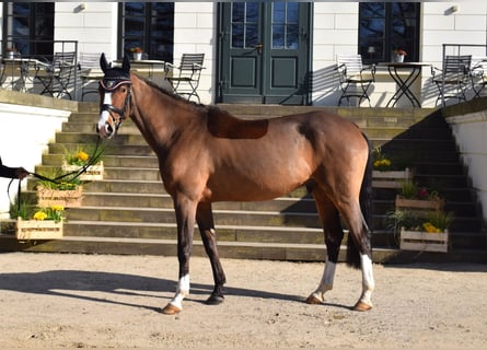German Sport Horse, Gelding, 4 years, 16,1 hh, Brown