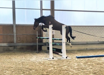 German Sport Horse, Gelding, 4 years, 16,1 hh, Brown