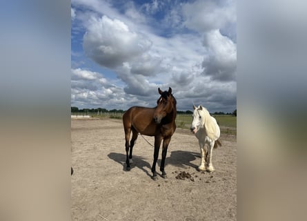 German Sport Horse, Gelding, 4 years, 16,1 hh, Brown