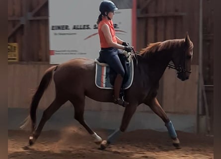German Sport Horse, Gelding, 4 years, 16,1 hh, Chestnut-Red