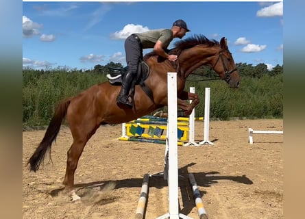 German Sport Horse, Gelding, 4 years, 16,1 hh, Chestnut-Red