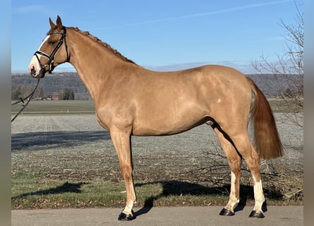 German Sport Horse, Gelding, 4 years, 16,1 hh, Chestnut-Red