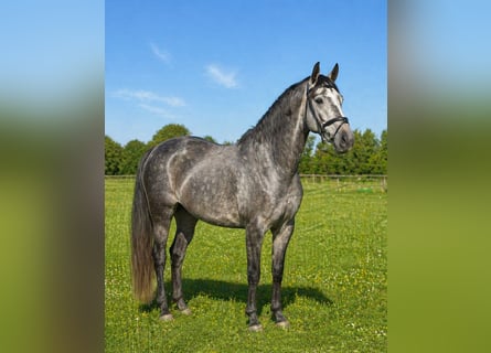 German Sport Horse, Gelding, 4 years, 16,1 hh, Grey-Dapple
